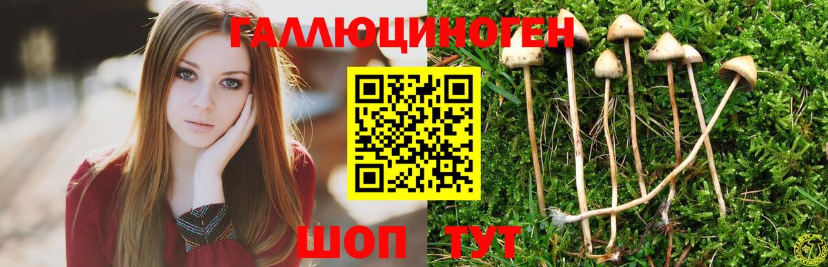 Галлюциногенные грибы Psilocybe Ржев